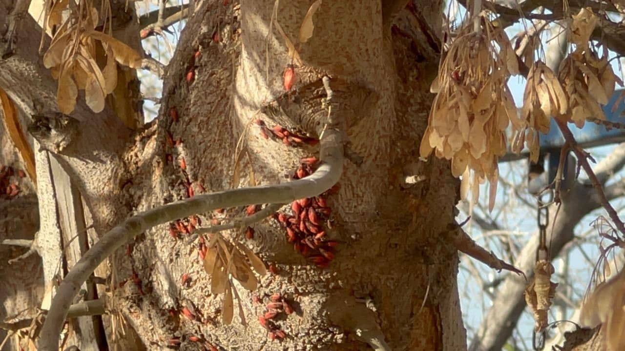 Controla Gobierno Municipal plaga de insectos detectada en árboles de El Pedregal en Delicias